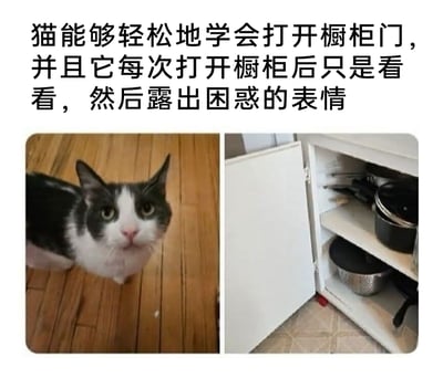 这是一张多图拼接的图文混排图，上方配有文字说明：“猫能够轻松地学会打开橱柜门，并且它每次打开橱柜后只是看看，然后露出困惑的表情”。画面左侧是一只黑白花色的猫咪，它睁着圆溜溜的眼睛，面部呈现出困惑、茫然的呆萌神情，正抬头看向前方；画面右侧是一扇被打开的白色橱柜，橱柜内部摆放着锅具等厨房用品，展示出猫咪打开的目标场景。整体内容通过猫咪学会开橱柜却忘记目的的行为，营造出趣味十足的萌宠日常氛围，凸显猫咪的呆萌可爱。
