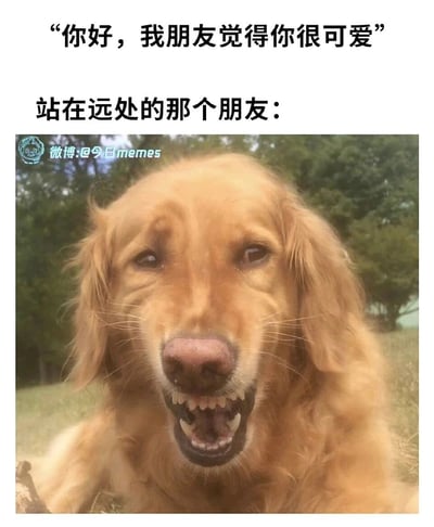 这是一张反差感拉满的搞笑图文meme，上方文字分为两部分：第一部分是“你好，我朋友觉得你很可爱”，传递出友好夸赞的表象；第二部分是“站在远处的那个朋友：”，下方配图是一只趴在户外草地上的金毛犬，它面部皱起、露出牙齿，表情凶狠不满。整个内容的笑点在于，所谓的“朋友”其实就是表达夸赞的人自己，用这种口是心非的反差，幽默地表达出对对方的真实不满情绪，适合用来调侃、吐槽或者表达心口不一的状态。