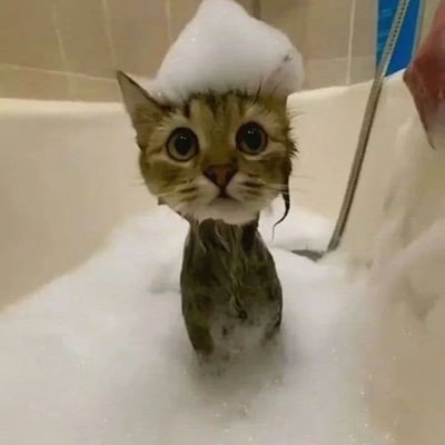一只虎斑猫正在浴缸里洗澡，全身湿透，头顶上顶着一团泡沫，看起来像戴了一顶白色的帽子。猫咪睁着大大的圆眼睛，表情惊讶又无辜，周围是充满泡沫的洗澡水，背景可见浴室的瓷砖墙和淋浴喷头。这张照片捕捉了猫咪洗澡时既可爱又搞笑的瞬间，尤其是头顶的泡沫帽增添了趣味性。