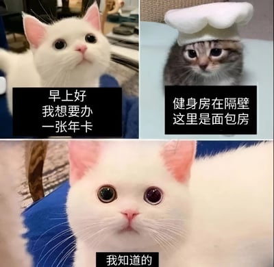 三格拼接的猫咪搞笑梗图。第一格中，一只白色猫咪睁着大眼睛抬头看，配文“早上好 我想要办一张年卡”；第二格是一只戴着白色厨师帽的虎斑猫，表情淡定地配文“健身房在隔壁 这里是面包房”；第三格为白猫的特写，眼神似乎带着一丝狡黠，配文“我知道的”。通过猫咪间的对话制造出明知故问的幽默效果，展现了可爱又搞笑的场景。