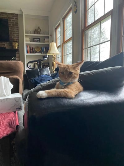 一张温馨的居家照片，展示了一只戴着蓝色项圈的橘猫正慵懒地趴在黑色皮沙发上。客厅采光极佳，窗外的自然光洒入，背景可见砖砌壁炉、书架、台灯和舒适的座椅，整体氛围宁静惬意。