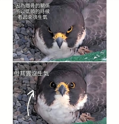 这是一张上下对比的动物梗图，展示了同一只猛禽的两种不同表情。上半部分图片中，猛禽低头时因为眉骨结构显得眼神凶狠，配文'因为眉骨的关系所以低头的时候看起来很生气'；下半部分图片中，猛禽抬头后表情变得温和，配文'但其实没生气'并有一个箭头指向其眼睛。通过表情对比制造出反差萌的搞笑效果。