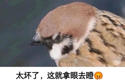 这是一张顶配底文的静态表情包，上方是一只麻雀的特写照片，这只麻雀眼睛半眯，神态看起来像是在勉强瞪眼，带着委屈又倔强的感觉；下方配有文字“太坏了，这就拿眼去瞪😠”，用拟人化的手法，将麻雀的神态和人类生气却没底气的状态结合，以一种搞笑的方式表达不满情绪，适合在聊天时用来吐槽让自己生气但又无法强硬反击的人和事，整体风格诙谐有趣，充满反差感。