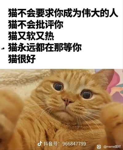 这是一张竖屏的图文混排萌宠图，上方区域用黑色加粗的文字，以质朴的语言罗列了猫咪作为宠物的暖心特质：不会对主人有过高要求、不会批评主人，自身柔软温暖，还会始终等待主人归来，最后以“猫很好”总结；下方区域是一张真实拍摄的橘猫照片，橘猫睁着圆溜溜的大眼睛，眼神无辜又温顺，抬起两只前爪，以仰视的视角对着镜头，整体画面传递出猫咪带来的温柔治愈感，能让观者感受到宠物陪伴的纯粹温暖，很容易引发养宠人士的共鸣。