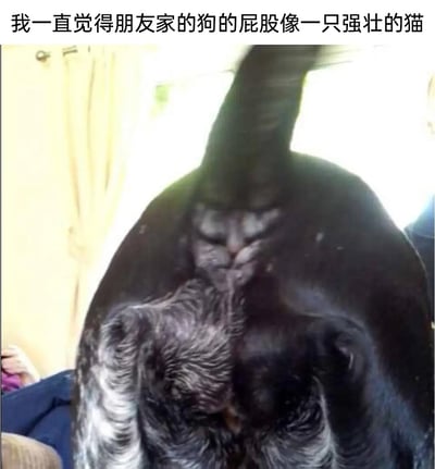 这是一张利用视觉错位制造趣味效果的实拍图片，图中主体是一只黑狗的臀部，由于拍摄角度和毛发的分布，该区域看起来酷似一只面部严肃、体型壮硕的黑色猫咪。图片顶部配有文字“我一直觉得朋友家的狗的屁股像一只强壮的猫”，点明了这一视觉错觉的核心，让观者能立刻get到画面的趣味点，属于生活中偶然发现的趣味巧合，通过社交平台传播，给人带来轻松搞笑的观感。