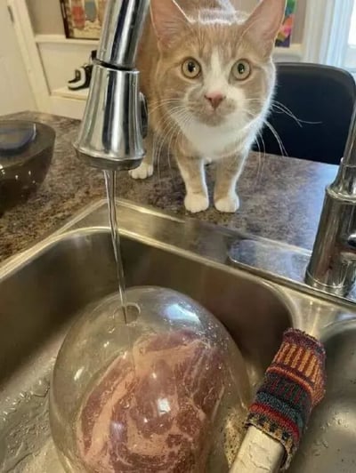 厨房场景中，一只橘白相间的猫咪站立在带有花纹的台面上，正睁着圆溜溜的大眼睛，表情充满好奇地注视着前方。台面上的不锈钢水槽里，一个透明玻璃碗倒扣着，碗内装有一块生肉，上方水龙头正流出细细的水流，恰好滴入碗中。背景可见厨房的白色橱柜、带有装饰画的架子以及窗外的光线，整体画面温馨且充满生活气息，猫咪的呆萌神态为场景增添了趣味性。