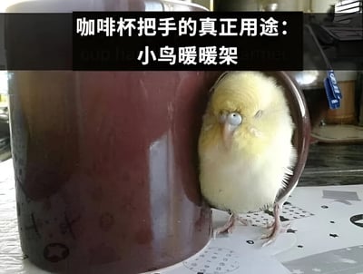 图片中一只毛茸茸的黄色小鸟正舒适地依偎在深红色咖啡杯的把手中，蓬松的羽毛让它看起来格外可爱。杯把手恰好形成一个环形空间，小鸟将身体嵌入其中，仿佛找到了专属的温暖小窝。图片顶部有一行醒目的黑色背景白色文字：'咖啡杯把手的真正用途：小鸟暖暖架'，以幽默调侃的方式赋予了咖啡杯把手全新的'功能'定义。背景中隐约可见桌面和一些模糊物品，整体场景充满生活气息与温馨感，展现了小动物与日常用品间意外和谐的趣味互动。