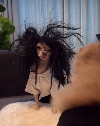 一只吉娃娃犬站立在白色毛绒垫子上，头部佩戴着一顶黑色的爆炸头假发，假发发丝凌乱地向四周炸开，显得十分夸张搞笑。狗狗身穿一件白色的衬衫，表情呆萌，眼神无辜。背景中可以看到浅蓝色的窗帘和一盆绿色植物，右侧有一只模糊的手似乎正在调整或互动。整体画面充满生活气息和幽默感，展现了宠物装扮的趣味瞬间。