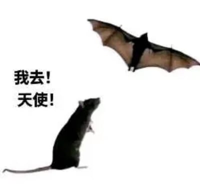图片中出现一只老鼠仰头看着天上飞的蝙蝠，旁边配有“我去！天使！”的文字，意思是老鼠把蝙蝠当作老鼠的“天使”或“进阶形态”，极具幽默感。这个梗利用蝙蝠和老鼠有相似外形，发挥了动物拟人和想象力。常在社交平台用于表达惊讶、遇到偶像或自嘲进化论等情境。也有明显的双关，幽默效果明显。