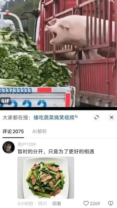 这是一张社交媒体界面截图，上半部分是GIF动态画面：红色运猪货车上的一头生猪从栏杆缝隙探出头，大张着嘴朝向旁边运输车上堆放的大量青菜，神态看起来十分兴奋，界面顶部搜索栏显示相关搜索为“猪吃蔬菜搞笑视频”；下半部分是该内容的评论区，获赞2269的热门评论由用户“用户1109”发布，配文“暂时的分开，只是为了更好的相遇”，还附上了一盘小青菜炒猪肉的菜品照片，巧妙玩了脑洞梗，暗指现在分开的猪和青菜，后续会被做成菜品再次“相遇”，反差感和趣味性十足。