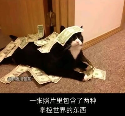 这是一张带有创意配文的搞笑静态梗图，画面场景是室内地毯区域，一只黑白花色的奶牛猫趴在地毯上，它的身体表面、周围散落着多张美元纸币，其中一张纸币还盖在猫咪的额头上。图片下方配有黑色背景白色文字的文案：“一张照片里包含了两种掌控世界的东西”，这里的两种事物分别指代代表金钱与世俗权力的美元，以及在网络文化中被称为“猫主子”、深受大众喜爱的猫咪，用戏谑的方式调侃金钱和猫咪在当下社会受到的追捧，引发网友共鸣。图片左下角带有“@野猪川苦茶”的水印标识。
