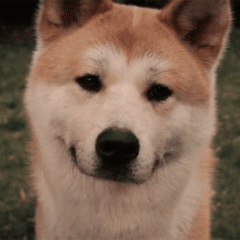柴犬微笑循环动图