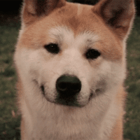 狗狗