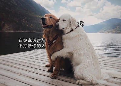 这是一张在湖边木质栈道上拍摄的宠物照片，画面中有两只金毛犬，一只白色金毛被标注为“我”，它将前爪搭在旁边棕色金毛的身上，亲昵地把脑袋靠在对方肩头，神态温和，满是依赖；旁边的棕色金毛抬头望向前方，神态放松自然，安静地坐着。图片为两只狗狗配上拟人化的文字，棕色金毛对应的文字是“在你说话时从不打断你的人”，借两只狗狗亲密的互动场景，表达了对身边愿意认真倾听、安静陪伴自己的人的珍视，传递出温暖治愈的氛围，适合用来在社交聊天中抒发对温柔倾听者的感激与认可。