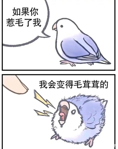 这是一张两格漫画风格的梗图，上方格子中一只蓝白相间的小鸟平静地站着，旁边对话框写着“如果你惹毛了我”。下方格子中，同一只小鸟全身羽毛炸开变得毛茸茸，嘴巴大张，旁边有闪电符号强调情绪，对话框写着“我会变得毛茸茸的”。图片通过小鸟“生气时反而变得更可爱”的反差萌制造幽默效果。