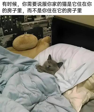 图片上方有一行文字：'有时候，你需要说服你家的猫是它住在你的房子里，而不是你住在它的房子里'。下方是一只灰色的猫咪舒适地裹在浅蓝色的被子里熟睡，背景中可以看到一个黄色的毛绒玩具和窗外的城市建筑夜景。这张图幽默地表达了猫咪在家中占据主导地位的常见宠物主人体验。