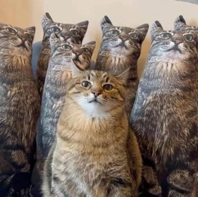 一只真实的虎斑猫端正地坐在沙发上，仰着脑袋瞪大眼睛望向斜上方，表情呆萌。它的周围环绕着多个印有同款虎斑猫图案的抱枕，这些抱枕上的猫咪也以几乎一模一样的姿势和表情抬头仰望，形成了“一猫带多猫”的奇妙画面，仿佛猫咪找到了自己的“克隆军团”，整体场景既可爱又充满喜感。