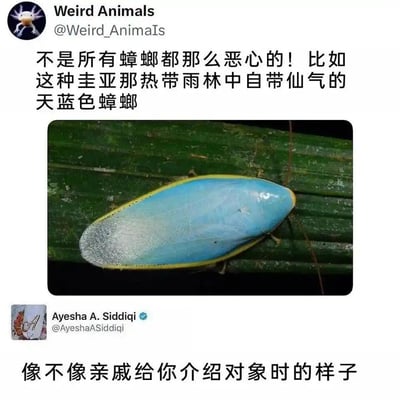 这是一张跨平台传播的玩梗截图，先是推特账号“Weird Animals”分享了圭亚那热带雨林中自带天蓝色外壳的特殊蟑螂，配文表示并非所有蟑螂都令人反感，这种蟑螂自带“仙气”；随后认证用户Ayesha A. Siddiqi留下评论“像不像亲戚给你介绍对象时的样子”，用这只被“美化”的蟑螂，调侃亲戚介绍对象时总会把对方包装得光鲜亮丽，戳中了很多人被亲友介绍对象时的无奈又好笑的经历，引发共鸣。