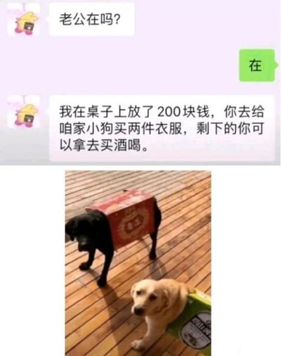 整张图分为上下两个区域，上半部分是微信聊天界面：妻子先发消息询问丈夫是否在家，丈夫给予肯定答复后，妻子告知丈夫自己在桌上留了200元，要求丈夫给家里的两只小狗买两件衣服，剩余的钱可以给丈夫拿去买酒。下半部分是实拍配图：两只小狗分别被套上红色和绿色的废纸箱充当“衣服”，暗指丈夫几乎把200元全都拿去买了酒，只用废纸箱凑数给狗做了“衣服”，形成强烈反差，笑点十足。