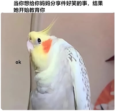 图片上方配有文字“当你想给你妈妈分享件好笑的事，结果她开始教育你”，下方是一只玄凤鹦鹉的照片。鹦鹉头部黄色，脸颊有橙色斑块，身体羽毛呈灰白色带斑纹，正侧头看向左侧，眼神中透露出一丝无奈。鹦鹉左侧有黑色“ok”字样，整体画面通过动物表情和文字结合，幽默地表现了想分享趣事却反被家长教育时的无奈心情。