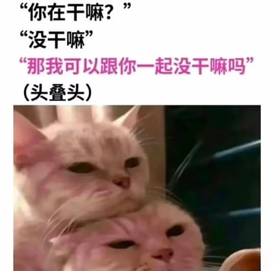 这是一张图文混排的趣味表情包，上方是四段内容，依次为对话“你在干嘛？”“没干嘛”“那我可以跟你一起没干嘛吗”，以及标注动作的“(头叠头)”；下方是两只浅橘色猫咪的实拍画面，一只猫咪将头重重叠在另一只猫咪的头顶，两只猫咪都皱着眉头，眼神半眯，面部表情看起来无奈又生无可恋，和上方充满撒娇感的粘人对话形成强烈的反差萌，既营造出好笑的氛围，又传递出想要亲近陪伴对方的温馨感，非常适合用来向亲友表达想要粘人、陪伴的情绪。