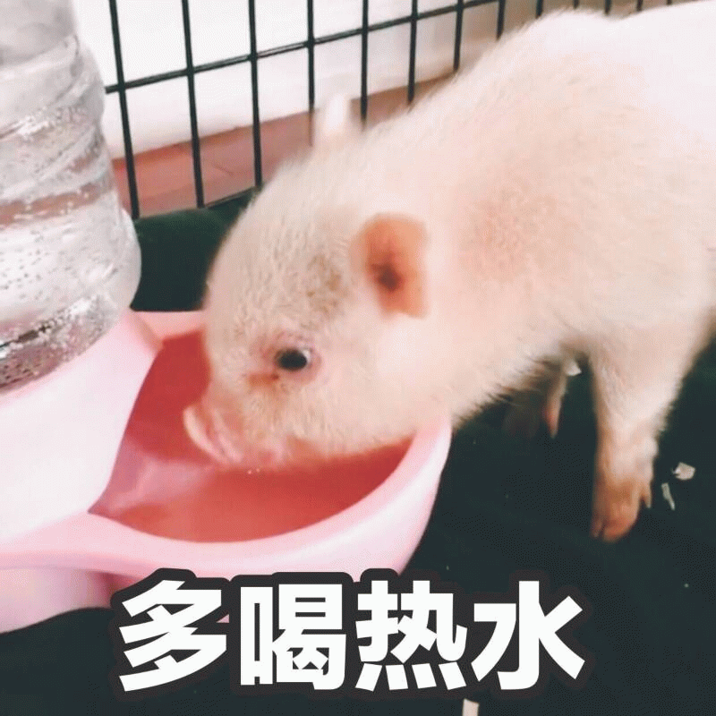 小猪喝水表情包：多喝热水