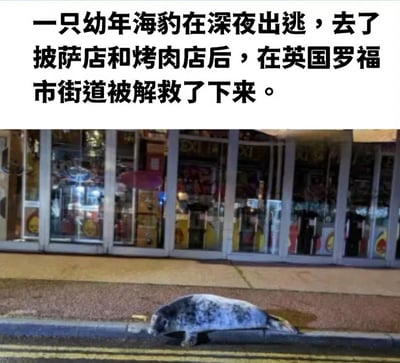 图片上半部分为文字描述：一只幼年海豹在深夜出逃，去了披萨店和烤肉店后，在英国罗福市街道被解救了下来。下半部分是一张实拍照片，显示一只幼年海豹正躺在街道的 curb 上，背景是带有玻璃橱窗的店铺，橱窗内有灯光照明，推测为深夜场景。