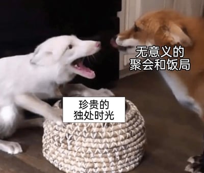 这是一张经过文字加注改编的宠物照片梗图，画面中一只白色狗狗前爪搭在标注着“珍贵的独处时光”的编织窝上，张嘴做出驱赶的动作，仿佛在守护自己的独处空间；画面右侧的棕黄色狗狗对应标注的“无意义的聚会和饭局”，呈现出要靠近的姿态。整张图通过拟人化的手法，将宠物的互动场景与人类的社交选择绑定，生动地表达了当代人厌烦无意义社交、渴望享受独处时光的心理状态，容易引发大众的情感共鸣。