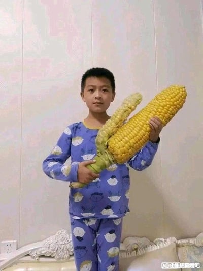 图片中，一名身穿蓝色卡通睡衣（印有白色小头像图案）的小男孩站在室内浅色花纹墙前，双手捧着一根体型异常庞大的黄色玉米棒。玉米棒颗粒饱满，长度和粗壮程度远超普通玉米，与小男孩的身形形成鲜明对比，显得十分夸张。男孩表情平静，直视镜头，背景中可见浅色墙壁和部分白色雕花家具。图片右下角有水印“吃货请闭眼微博”，暗示内容可能来自社交媒体分享。