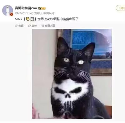 这是一张微博平台的社交媒体截图，账号“赛博动物园Zoo”于2024年7月20日发布了这张照片。图中的主体是一只黑猫，它胸口的白色毛发天然形成了酷似漫威“惩罚者”标志的骷髅图案，造型十分酷炫，配文称其为“世界上花纹最酷的猫猫”，引发网友对动物天然特殊花纹的惊奇感。图中没有双关、谐音梗或暗示类内容。