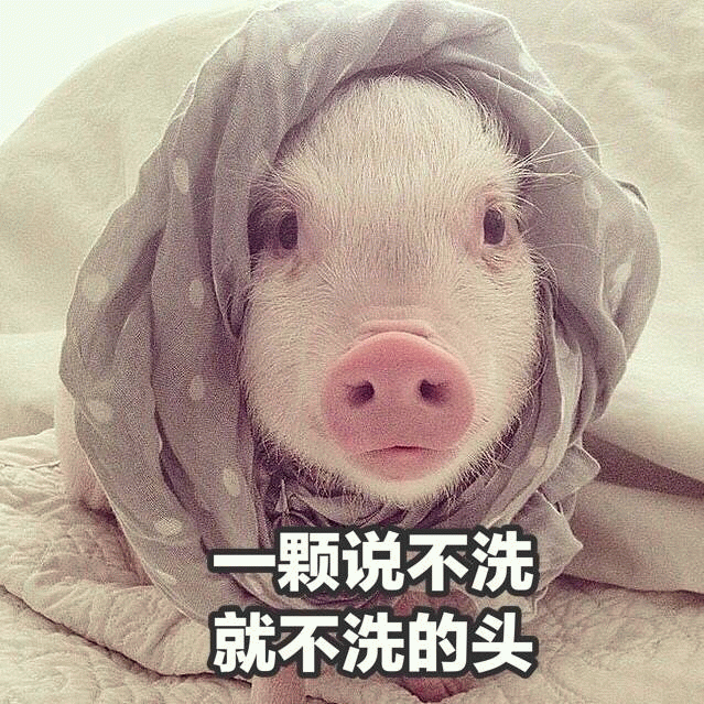 裹着头巾拒绝洗头的小猪