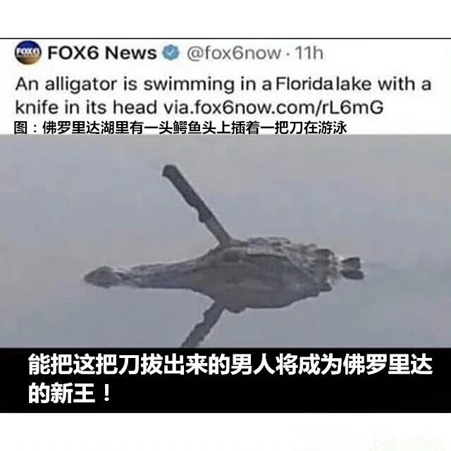 鳄鱼