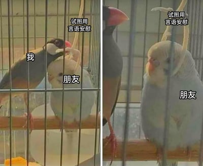 这是一组由两张宠物鸟照片组成的左右对比多图拼接表情包，左图中，标注为“我”的灰文鸟凑近标注为“朋友”的浅色鹦鹉，配文“试图用言语安慰”，呈现出努力安慰对方的姿态；右图里，“我”的灰文鸟消失在画面外，只剩下“朋友”的浅色鹦鹉独自站在栖木上，配文依旧是“试图用言语安慰”，生动还原了现实中自己想安慰情绪低落的朋友，却没能起到实际作用，朋友依旧处于低落状态的无力场景，精准戳中了人们在朋友相处中这种有心无力的共鸣点。
