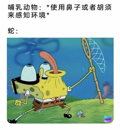 这是一张趣味科普类搞笑梗图，上方文字点明哺乳动物依靠鼻子或胡须感知环境的特点，下方则用经过魔改的海绵宝宝画面来对应蛇的感知方式：蛇通过伸出舌头（信子）收集空气中的气味分子来感知周围环境，图中海绵宝宝的鼻子被夸张地拉长，模仿蛇吐信的形态，同时手持捕网，用荒诞幽默的表现形式，将蛇的特殊感知行为具象化，利用经典卡通形象的反差感制造笑点，让科普内容更生动有趣。