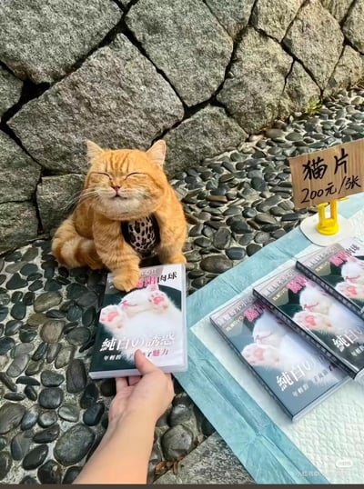 一只眯着眼表情傲娇享受的橘猫，穿着豹纹小衣服，坐在鹅卵石地面上，爪子按着一张印着猫咪肉球的恶搞DVD，旁边立着写有“猫片 200元/3张”的木牌，还摆放着几张同款DVD，模拟售卖场景。
这里的“猫片”是双关语，既指以猫咪为内容的影片，又谐音调侃成人向影片的说法，通过反差感制造搞笑效果。