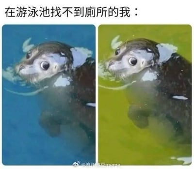图片为左右对比的双 panel 结构，上方配有文字“在游泳池找不到厕所的我：”。左侧 panel 中小海豹在蓝色水域中探头，眼神迷茫；右侧 panel 相同海豹在绿色水域中，表情依旧困惑。通过小海豹在不同颜色水域中迷茫的样子，幽默比喻人在游泳池找不到厕所时的无助与慌乱，画面生动有趣。