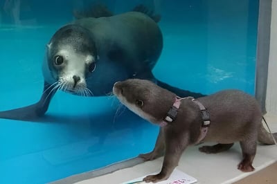 一只戴着粉色背带的小水獭站在水族馆玻璃前，好奇地抬头望着里面游泳的海豹。水獭前爪搭在玻璃边缘，鼻尖几乎贴在上面，眼神专注；玻璃内的海豹也转头面向水獭，形成有趣的跨物种互动。地面上有一张带有日文文字的纸片。