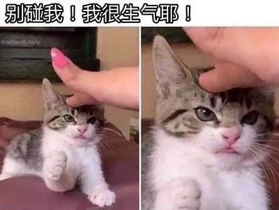 这是一张拼贴猫咪表情包梗图，顶部配有“别碰我！我很生气耶！”文字。左边猫猫显露出生气、不情愿但又无可奈何的表情，试图挥爪反抗但被人按头，右边是猫的特写，怒容依旧但更加憨憨。画面突出猫咪拟人化、委屈又无力的搞笑情感，适合表达网友的撒娇、生气但没有威胁性的情绪，具有反差萌。