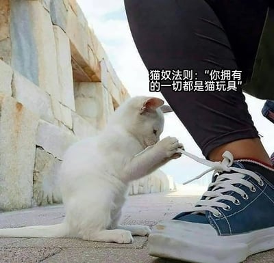 这是一张原始拍摄的静态实拍图，画面呈现户外石板地面场景，一只白色小奶猫正坐着，用两只前爪抓着画面右侧人物的白色鞋带，专注地把玩，模样软萌可爱。图片右上方配有文字“猫奴法则：‘你拥有的一切都是猫玩具’”，以调侃的方式点出猫咪对身边所有物品都充满好奇、会当作玩具的特点，也体现出养猫人群（猫奴）对猫咪这类行为的无奈与宠溺心态。