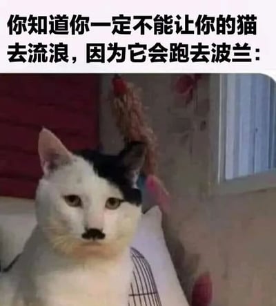 图片上方有黑色文字：'你知道你一定不能让你的猫去流浪，因为它会跑去波兰：'，下方是一只黑白相间的猫，头部有一块黑色斑块，正平静地坐着注视前方。背景可见红色墙壁和一些悬挂的装饰物，整体营造出一种无厘头的搞笑氛围，通过猫咪与'跑去波兰'的意外关联制造笑点。