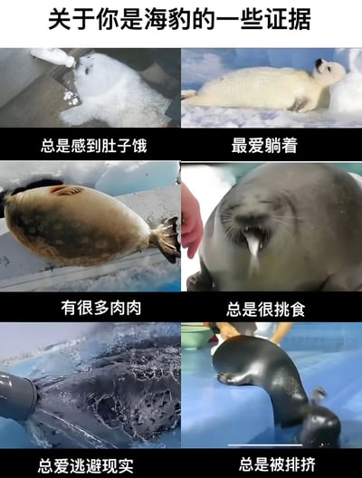 这是一张多图拼接的搞笑梗图，主题为“关于你是海豹的一些证据”。图片包含六张不同的海豹照片，每张照片下方配有一句拟人化的中文描述，将海豹的行为与人类的某些生活状态幽默关联。具体内容包括：左上角海豹进食图配文“总是感到肚子饿”，右上角海豹躺卧图配文“最爱躺着”，左中侧海豹被触摸腹部图配文“有很多肉肉”，右中侧海豹张嘴图配文“总是很挑食”，左下角海豹水中活动图配文“总爱逃避现实”，右下角海豹独自待着图配文“总是被排挤”。整体通过动物行为与人类特质的趣味类比制造笑点。