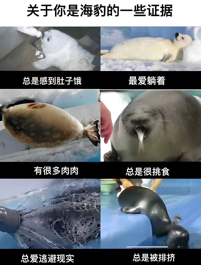 海豹