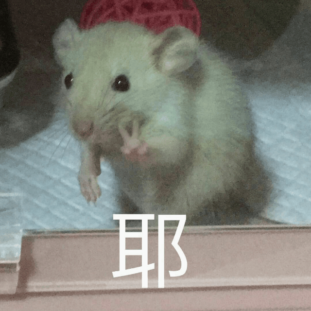 小白鼠