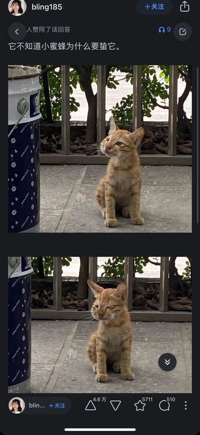 这是一张上下拼接的对比图，展示了一只橘猫被蜜蜂蛰后的状态变化：上图中橘猫歪头抬眼，眼神满是疑惑，似乎还没反应过来发生了什么；下图里它的一只眼睛已经被蛰得肿胀眯起，耳朵也耷拉着，满脸委屈难受。配文“它不知道小蜜蜂为什么要蛰它”，精准戳中猫咪懵懂又可怜的状态，凭借萌宠的反差感引发网友的喜爱与共鸣，成为搞笑的萌宠梗图。