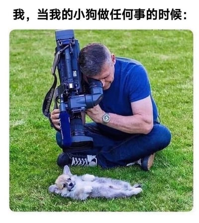 图片上方配有文字“我，当我的小狗做任何事的时候：”，下方画面中一名中年男子跪在绿色草地上，双手紧握专业级摄像机，身体前倾，全神贯注地将镜头对准脚边一只四脚朝天、露出肚皮的柯基幼犬。男子神情严肃认真，仿佛在拍摄重要纪录片，而小狗则悠闲自在地躺卧，形成强烈的幽默反差，生动展现了宠物主人对狗狗日常行为的极度关注和宠溺心态。