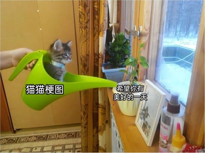 这是一张充满治愈感的猫猫梗图，画面呈现了温馨的居家场景：一只戴着浅蓝色项圈的小奶猫被安置在绿色长嘴浇水壶中，一只手正托举着浇水壶，壶嘴朝向窗边的盆栽区域。窗边木质台面上摆放着绿植盆栽、相框、洗护用品等物品，窗外可见积雪，显示出室内外的温差，更衬出室内的温暖。图中添加了两处文字，左侧标注“猫猫梗图”点明内容类型，右侧配文“希望你有美好的一天”，用可爱的小猫搭配暖心祝福，传递出轻松愉悦、温暖治愈的情绪，适合用来给他人送上日常的美好祝愿。