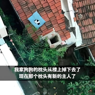 俯视角拍摄的屋顶场景，红瓦屋顶上有一个蓝色枕头，一只黑白相间的猫咪正舒适地躺在枕头上。枕头周围有绿色植物和方形砖石结构。图片底部文字说明：'我家狗狗的枕头从楼上掉下去了 现在那个枕头有新的主人了'，幽默呈现猫咪意外成为枕头新主人的可爱画面。