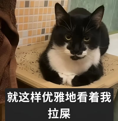 一只黑白相间的猫咪正趴在米黄色的猫砂盆中，背景是带有橙色、灰色方块图案的瓷砖墙。猫咪耳朵竖起，眼睛圆睁，表情平静专注，前爪交叠放在身前，姿态显得十分优雅。图片底部有一行黑色背景白色文字：“就这样优雅地看着我拉屎”，通过猫咪优雅的姿态与文字描述的如厕场景形成强烈反差，营造出幽默搞笑的效果。