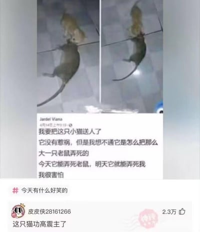 这是一张充满笑点的视觉错位梗图，由左右两张对比图、国外用户的发文翻译内容和国内网友评论组成。图中小猫位于体型远大于自己的老鼠后方，因视觉错位看起来像是小猫“弄死”了大老鼠。原作者Jardel Viana发文称要把小猫送人，理由是想不通这么小的猫怎么能搞定这么大的老鼠，甚至担心自己的安全；底部国内网友评论“这只猫功高震主了”，用夸张的吐槽放大了这个视觉误会的荒诞感，核心笑点来自视觉错位带来的反差和主人过度夸张的担忧。