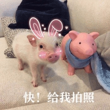 小猪戴兔耳催拍照